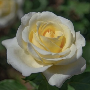 Trandafiri teahibrizi - Casanova - Ghiveci 2L - Img 3