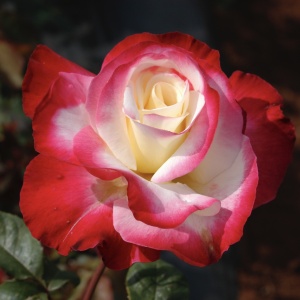 Trandafiri teahibrizi -Double Delight - Anul 3 - Ghiveci 2L - Img 1