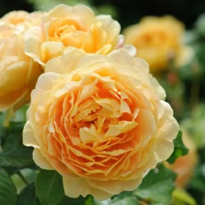 Trandafiri teahibrizi - Golden Delight - Anul 3 - Radacina Ambalata