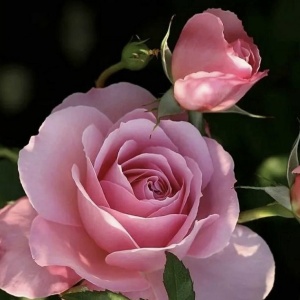 Trandafiri teahibrizi - Silvinetta - Anul 3 - Ghiveci 2L