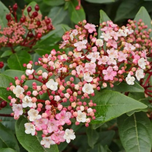 Viburnum Eve Price – Ghiveci 3L - H 50 - 60 cm