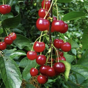 Vișin Crisana - Anul 2-3 - Înălţime la livrare 170-190 cm - Img 1