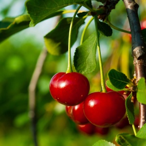 Vișin Meteor - Anul 2-3 - Rădăcină Ambalată