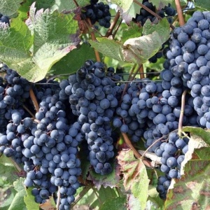 Vita de Vie - Kismis Moldavski - Seedless - Fara samburi - Img 3