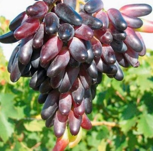 Vita de Vie - Odesschi Suvenir - Anul 2 - Ghiveci 2L - Img 1