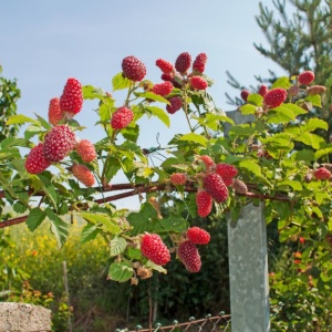Zmeur-Mur Tayberry - Pe Rod - Ghiveci 2L - H 30 - 40 cm - Img 2