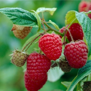 Zmeur Pom pe Picior - Rădăcină Ambalată pentru Recolte Deosebite