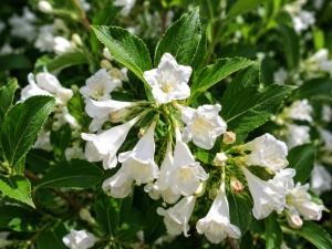 🌿🤍 Weigela Bristol Snowflake-Ghiveci 1,5 L - Img 2