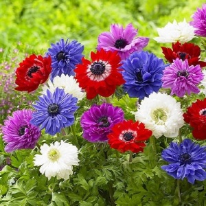 Anemone - St. Brigid Mixed – Pachet 20 bulbi - Img 2