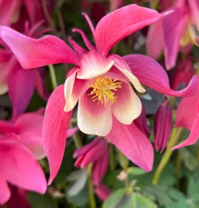 Aquilegia cu flori - Caldarusa - Roz - Ghiveci 2L - H 30-40 cm