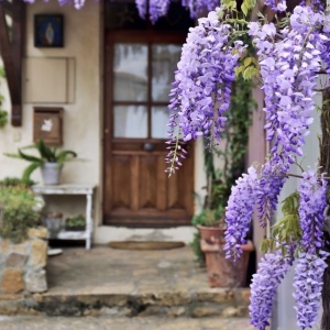 Arbore/arbust - Glicina (Wisteria) - rădăcină ambalată - Img 1