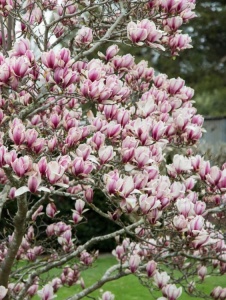 Arbore/arbust - Magnolia - ghiveci - Aqua Flowers - Img 2