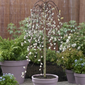 Arbore ornamental - Salcie Pendula (Salix Pendula) - ghiveci 3L