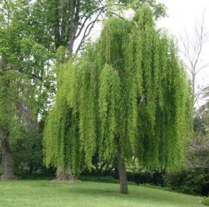 Arbore ornamental - Salcie Pendula (Salix Pendula) - ghiveci - Aqua Flowers