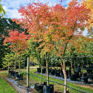 Arbust ornamental - Artar Japonez - Orange Sangokaku – Ghiveci 2L