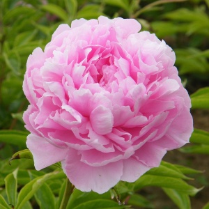Arbust ornamental - Bujor Sarah Bernardth - ghiveci 3L - Img 2
