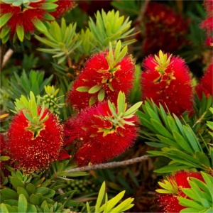 Arbust ornamental - Callistemon Citrinus - Ghiveci 3L - H 90-120 cm
