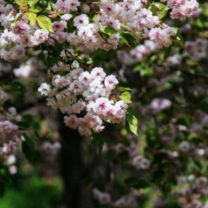 Arbust ornamental - Cires Japonez Kazan - Img 3