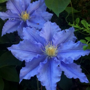 Arbust ornamental - Clematis - Blue Angel- Ghiveci 2L