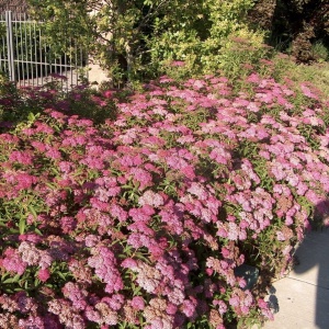 Arbust ornamental - Cununita - Spiraea japonica Dart’s Red - Ghiveci - Img 1