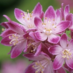 Arbust ornamental - Deutzia - Strawberry field - ghiveci