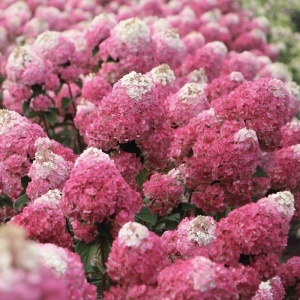 Arbust ornamental - Hortensia - Fraise Melba - ghiveci P9 - Aqua Flowers - Img 1