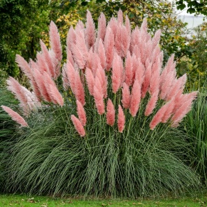 Arbust ornamental - Iarbă de Pampas Roz - Ghiveci 2L - Img 2