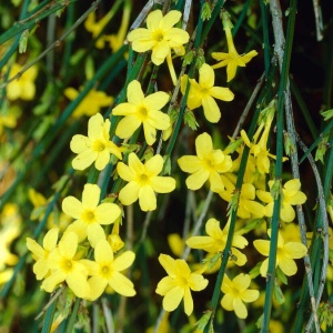 Arbust ornamental - Iasomie de Iarnă - Jasminum Nudiflorum - ghiveci 2L - Aqua Flowers - Img 2