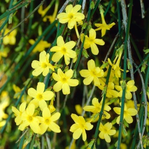Arbust ornamental - Iasomie de Iarnă - Jasminum Nudiflorum - ghiveci 2L - Img 2