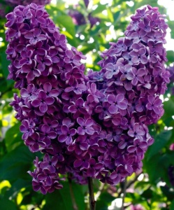 Arbust ornamental - Liliac Charles Joly - ghiveci 2L - înălțime la livrare 70-90cm - Aqua Flowers - Img 1