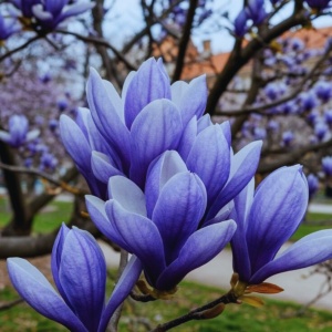 Arbust ornamental - Magnolia Blue Opal - Ghiveci