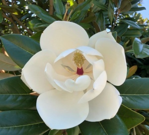 Arbust ornamental - Magnolia Grandiflora Francois Treyve - ghiveci