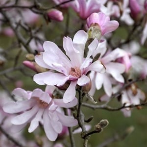 Arbust ornamental - Magnolia Stellata Rosea - Ghiveci - Img 2