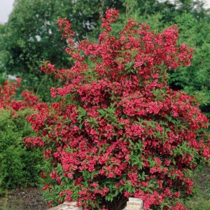 Arbust ornamental - Weigela - Red Prince - Aqua Flowers - Img 1