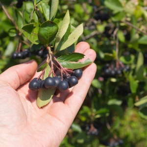 Aronia Nero - Ghiveci - Ghiveci P9 - Anul 2 - Img 2