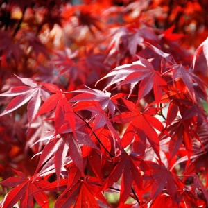 Artar Japonez - Acer Atropurpureum Rosu - Ghiveci - H 20 - 25 cm - Img 2