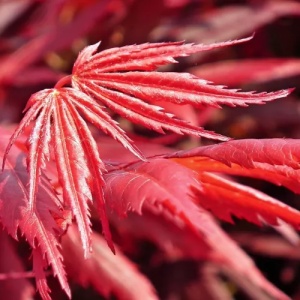 Artar Japonez - Firecracker – Ghiveci - H 30 - 40 cm