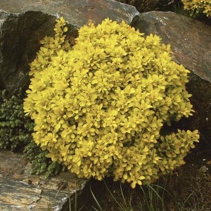 Berberis Auriu – Ghiveci P9 – Ghiveci