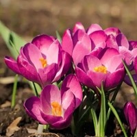 Branduse - Crocus - Zonatus Pachet 5 Bulbi - Img 2