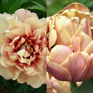 Bujor arbustiv - Dance du feu - ghiveci 3L - Img 2