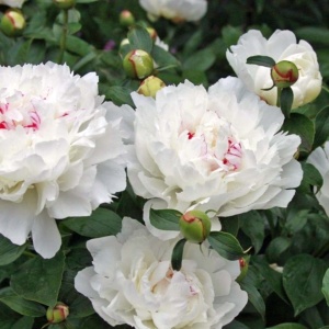 Bujor - Festiva Maxima – Pachet 1 Rizom - Img 2