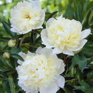 Bujor - Laura Dessert – Pachet 1 Rizom