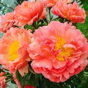 Bulb Bujor - Coral Sunset