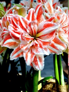 Bulbi Amaryllis - Dancing Queen