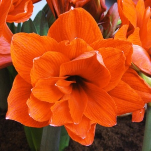 Bulbi Amaryllis Dublu - Double Orange - 1 bulb