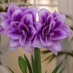Bulbi Amaryllis Dublu - Lavander - 1 Bulb