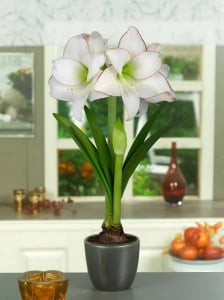 Bulbi Amaryllis - Picotee - Aqua Flowers - Img 2