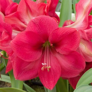 Bulbi Amaryllis - Pink Surprise - 1 bulb