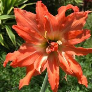 Bulbi Amaryllis - Puniceum Alberti - 1 bulb