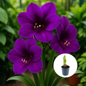 Bulbi Amaryllis Purple Tanger - Ghiveci